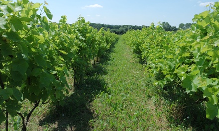 Winnica Zbrodzice en Zbrodzice